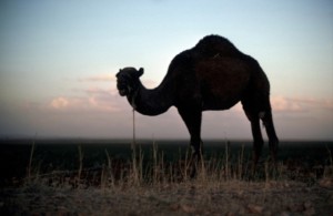 A camel in the Haran area, Turkey, known as Charran in ancient Mesopotamia.